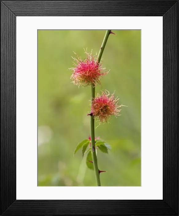 Framed Print : Picture No. 10894771 Framed Print : Picture No. 10894771