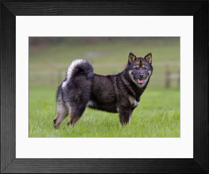 Framed Print : Picture No. 10894772 Framed Print : Picture No. 10894772