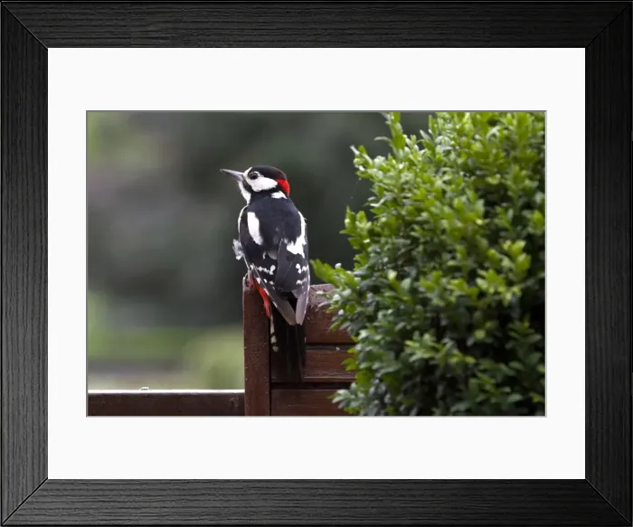 Framed Print : Picture No. 10894775 Framed Print : Picture No. 10894775