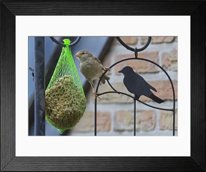 Framed Print : Picture No. 10894773 Framed Print : Picture No. 10894773