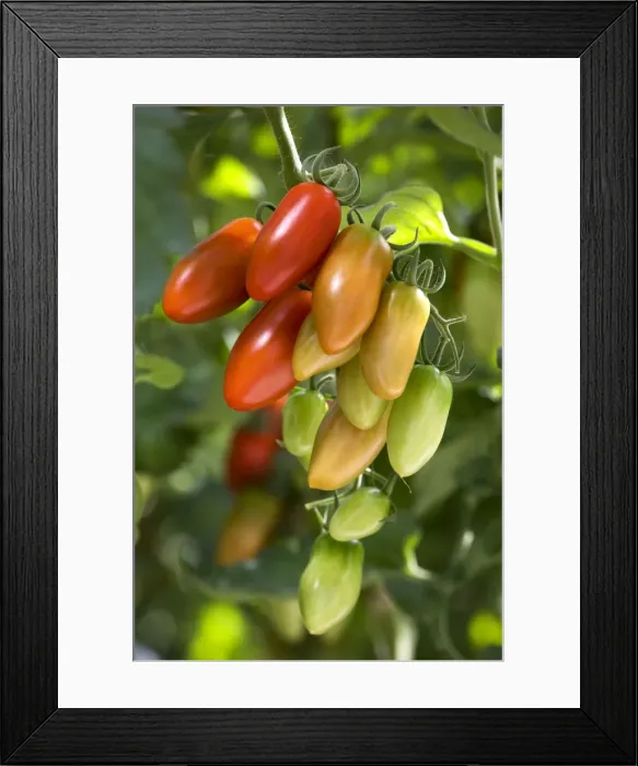 Framed Print : Picture No. 10894784 Framed Print : Picture No. 10894784