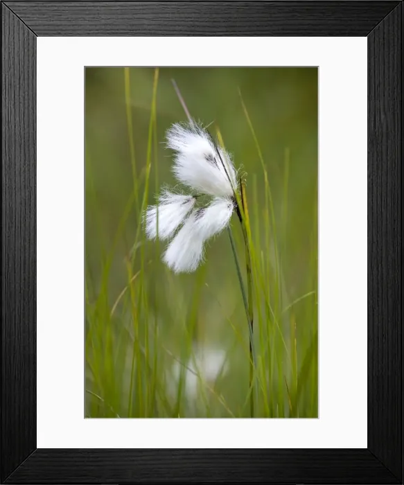 Framed Print : Picture No. 10894787 Framed Print : Picture No. 10894787