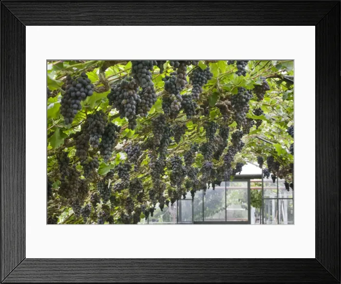 Framed Print : Picture No. 10894781 Framed Print : Picture No. 10894781