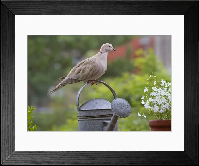 Framed Print : Picture No. 10894785 Framed Print : Picture No. 10894785