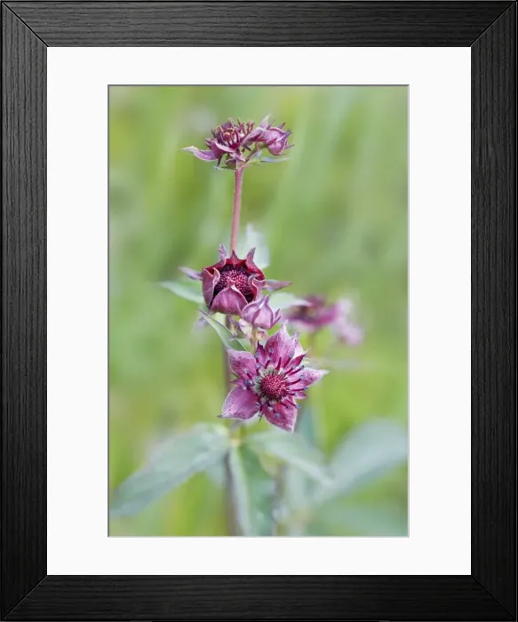 Framed Print : Picture No. 10894792 Framed Print : Picture No. 10894792