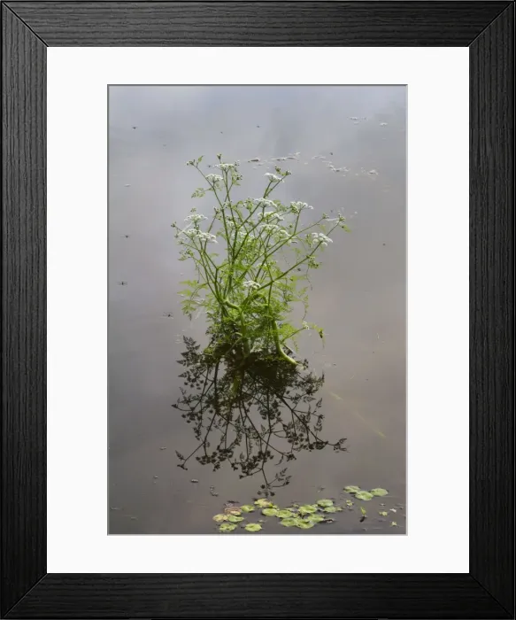 Framed Print : Picture No. 10894791 Framed Print : Picture No. 10894791