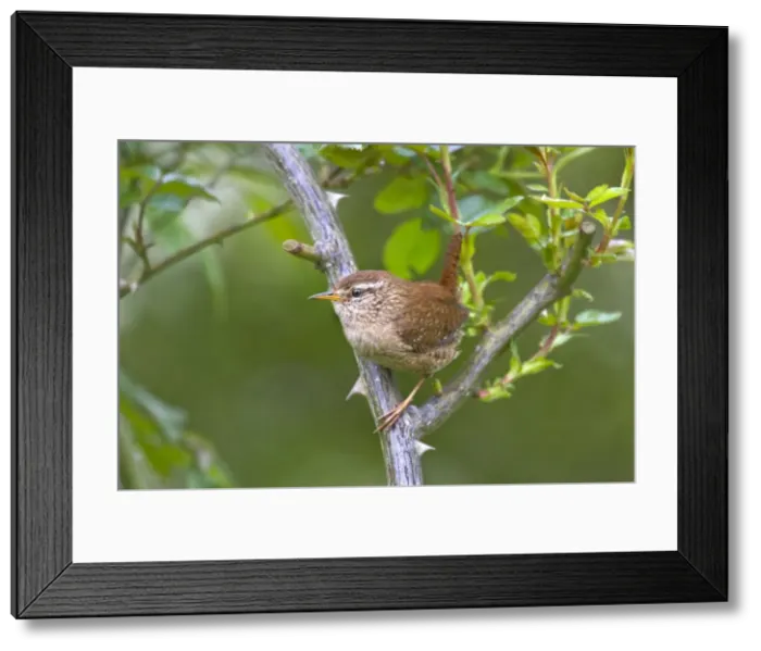 Framed Print : Picture No. 10894794 Framed Print : Picture No. 10894794