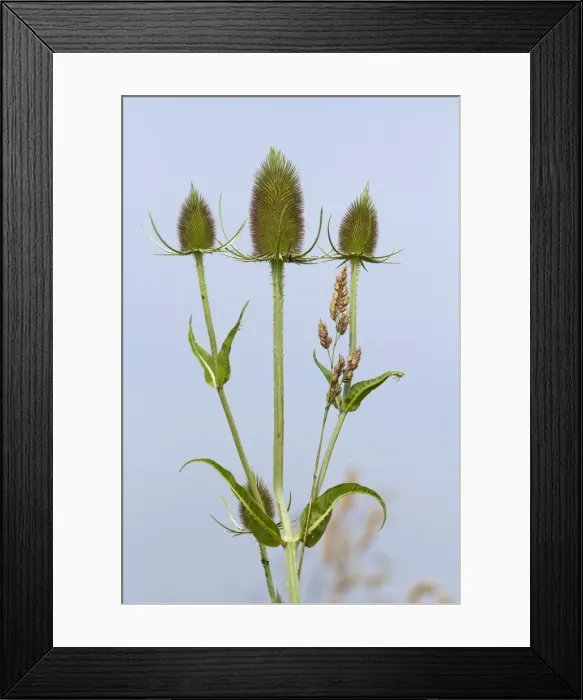 Framed Print : Picture No. 10894793 Framed Print : Picture No. 10894793