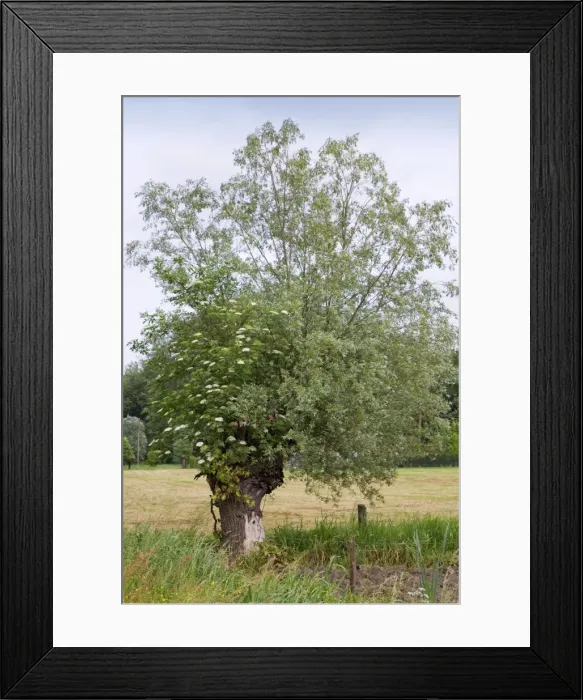 Framed Print : Picture No. 10894789 Framed Print : Picture No. 10894789