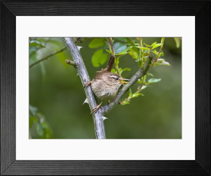 Framed Print : Picture No. 10894796 Framed Print : Picture No. 10894796