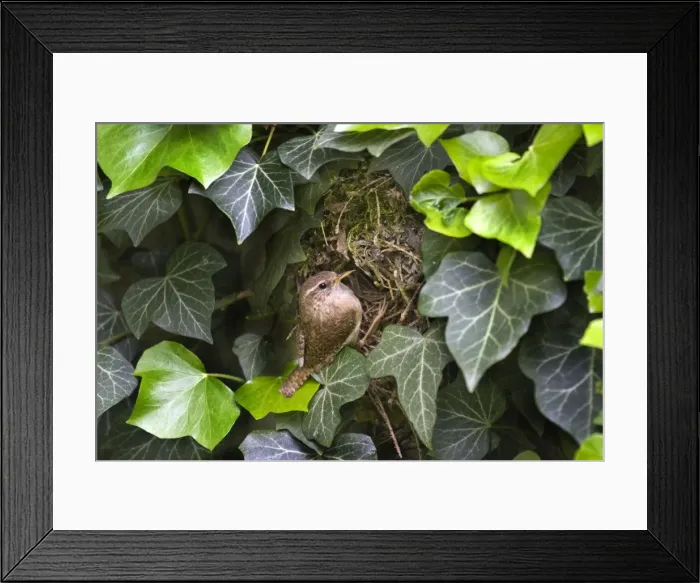 Framed Print : Picture No. 10894795 Framed Print : Picture No. 10894795