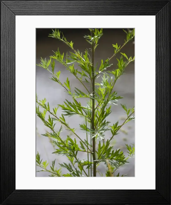 Framed Print : Picture No. 10894799 Framed Print : Picture No. 10894799