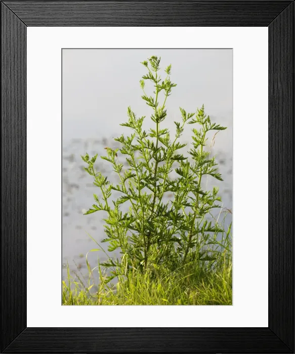 Framed Print : Picture No. 10894800 Framed Print : Picture No. 10894800