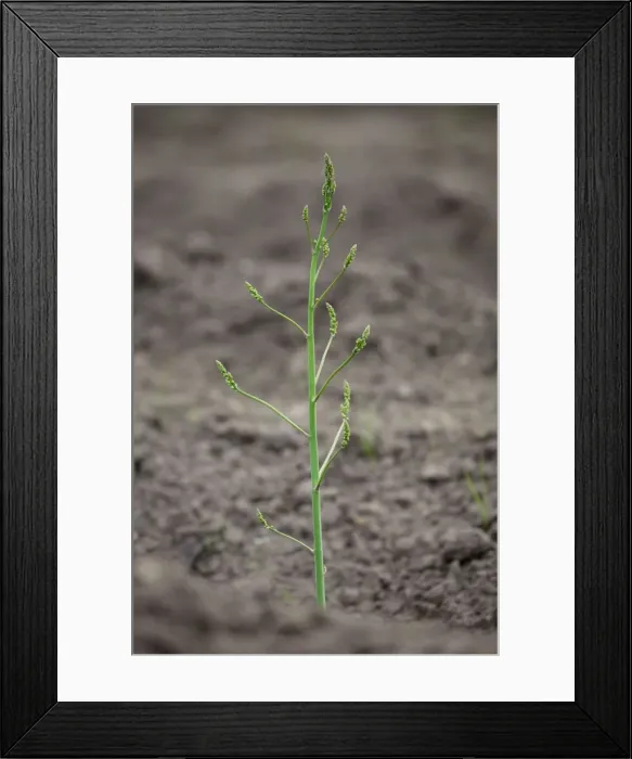 Framed Print : Picture No. 10894803 Framed Print : Picture No. 10894803