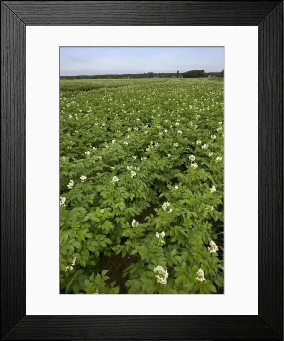 Framed Print : Picture No. 10894801 Framed Print : Picture No. 10894801