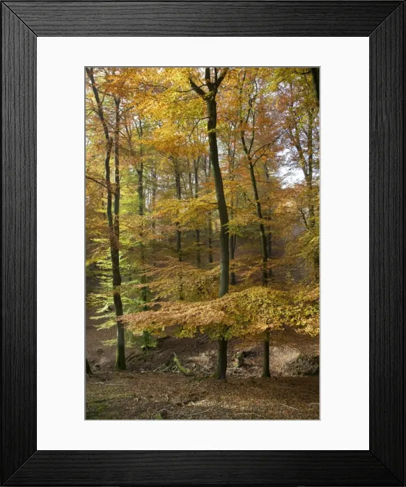 Framed Print : Picture No. 10894810 Framed Print : Picture No. 10894810