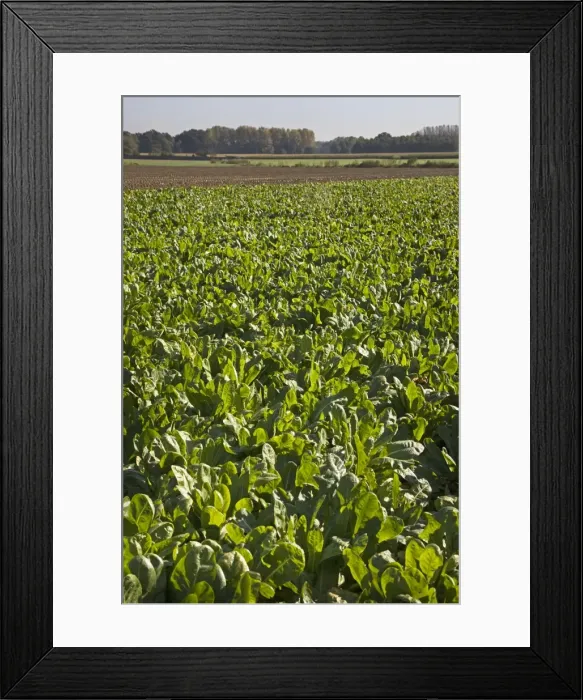 Framed Print : Picture No. 10894812