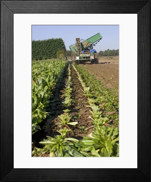 Framed Print : Picture No. 10894813 Framed Print : Picture No. 10894813