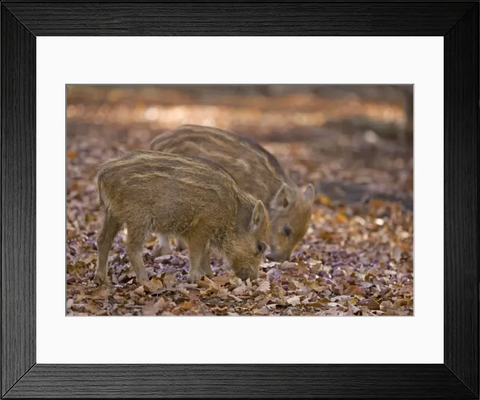 Framed Print : Picture No. 10894818 Framed Print : Picture No. 10894818