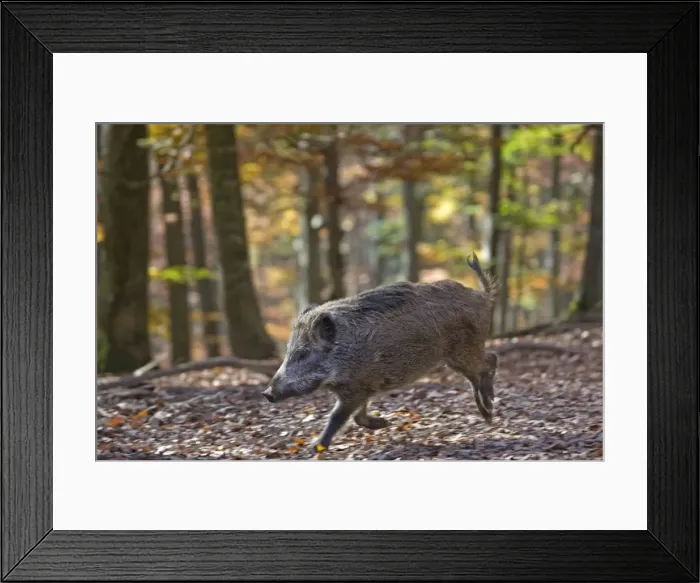 Framed Print : Picture No. 10894817 Framed Print : Picture No. 10894817