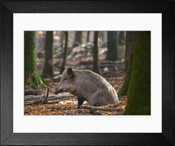 Framed Print : Picture No. 10894816 Framed Print : Picture No. 10894816