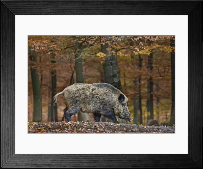 Framed Print : Picture No. 10894821 Framed Print : Picture No. 10894821