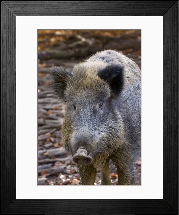 Framed Print : Picture No. 10894815 Framed Print : Picture No. 10894815