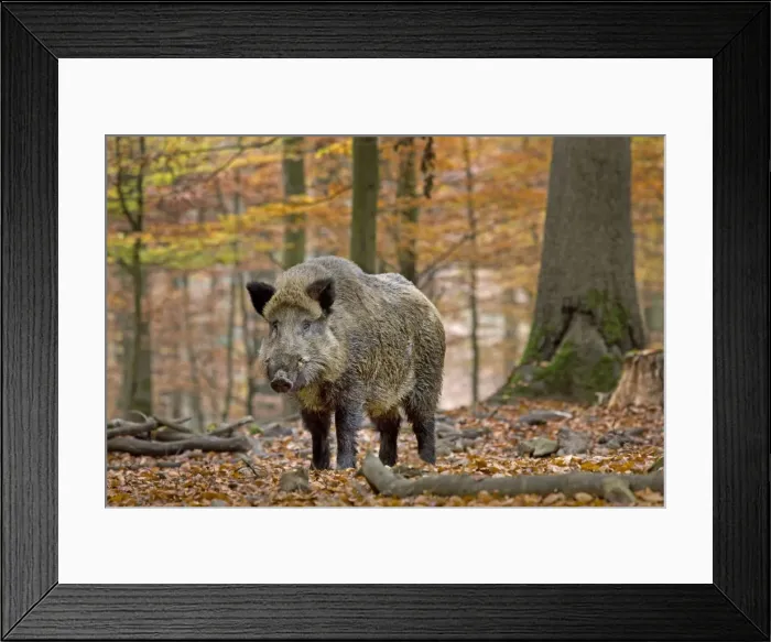 Framed Print : Picture No. 10894822 Framed Print : Picture No. 10894822