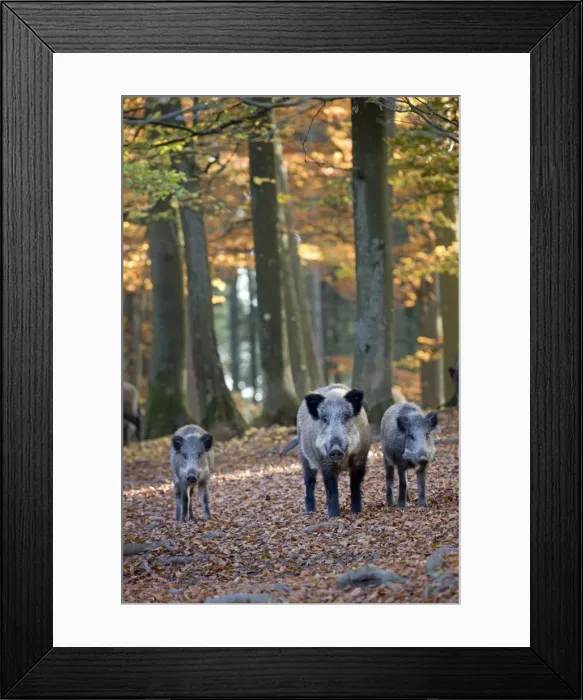 Framed Print : Picture No. 10894819 Framed Print : Picture No. 10894819