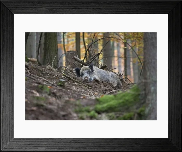 Framed Print : Picture No. 10894820 Framed Print : Picture No. 10894820