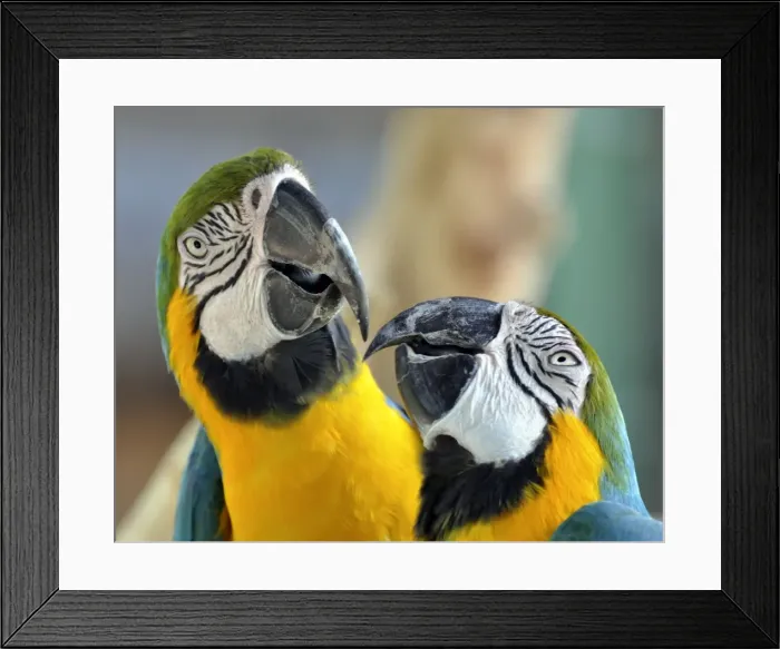 Framed Print : Picture No. 10894919 Framed Print : Picture No. 10894919