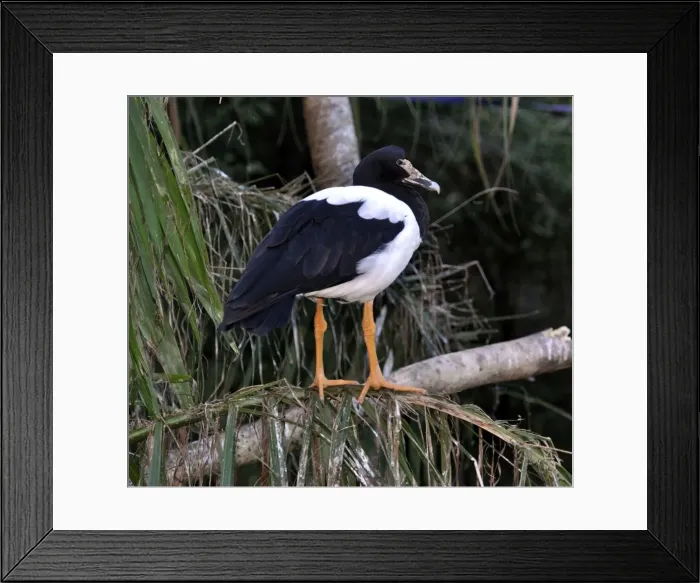 Framed Print : Picture No. 10894921 Framed Print : Picture No. 10894921