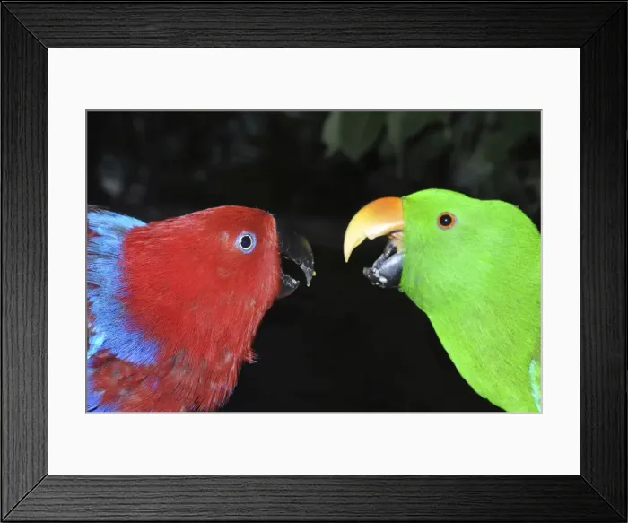 Framed Print : Picture No. 10894925 Framed Print : Picture No. 10894925