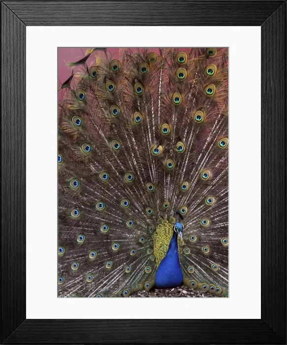 Framed Print : Picture No. 10894928 Framed Print : Picture No. 10894928