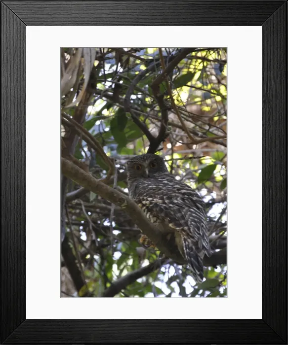 Framed Print : Picture No. 10894930 Framed Print : Picture No. 10894930