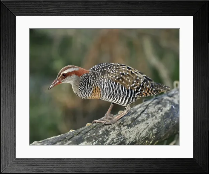 Framed Print : Picture No. 10894931 Framed Print : Picture No. 10894931
