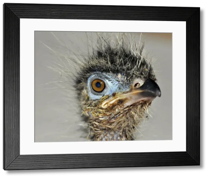 Framed Print : Picture No. 10894932 Framed Print : Picture No. 10894932