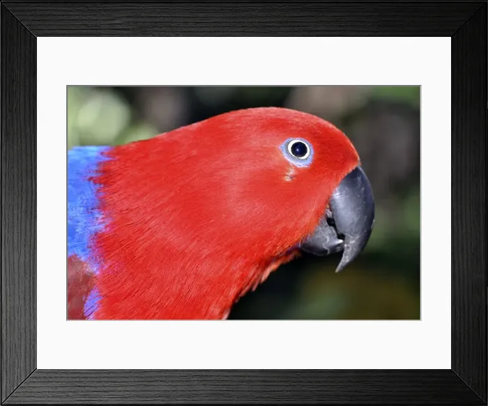 Framed Print : Picture No. 10894926 Framed Print : Picture No. 10894926