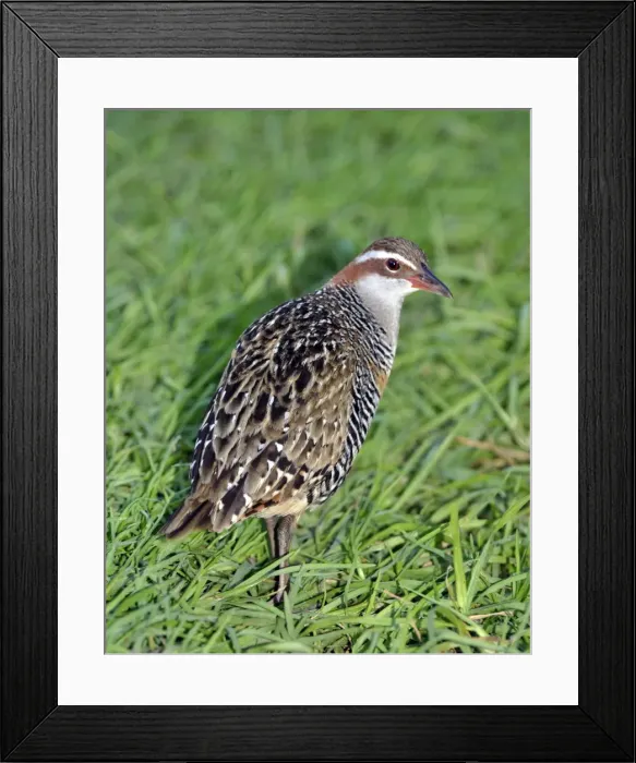 Framed Print : Picture No. 10894936 Framed Print : Picture No. 10894936