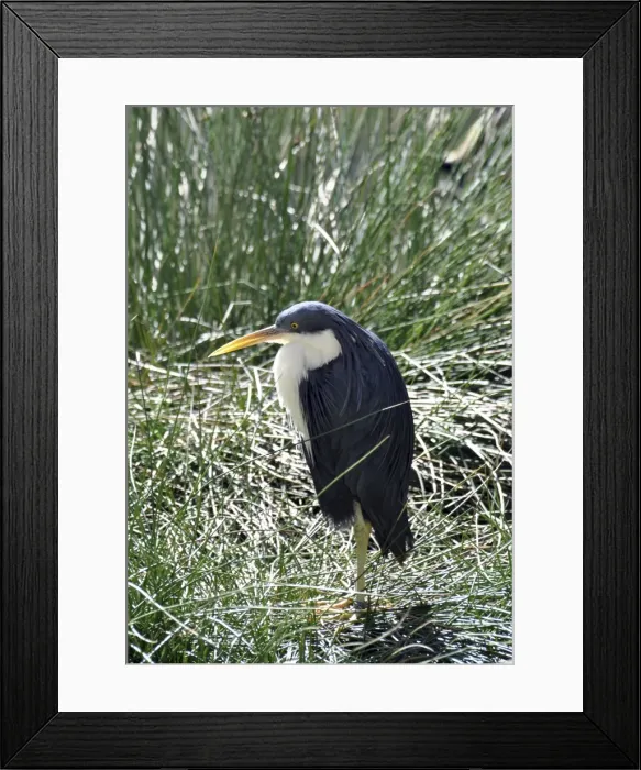 Framed Print : Picture No. 10894929
