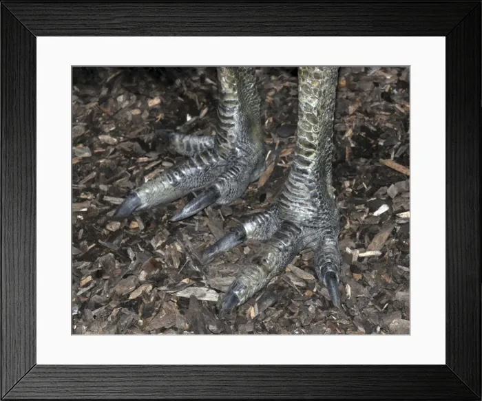 Framed Print : Picture No. 10894933 Framed Print : Picture No. 10894933