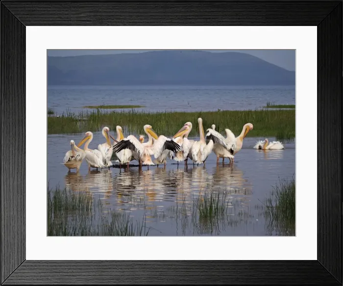 Framed Print : Picture No. 10894939 Framed Print : Picture No. 10894939