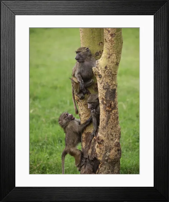 Framed Print : Picture No. 10894940 Framed Print : Picture No. 10894940