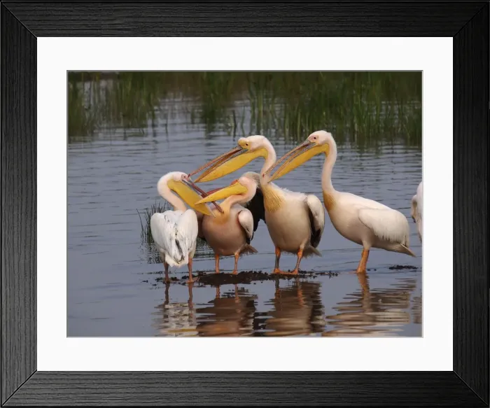 Framed Print : Picture No. 10894942 Framed Print : Picture No. 10894942