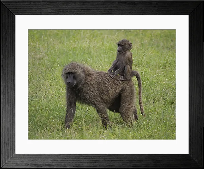 Framed Print : Picture No. 10894938 Framed Print : Picture No. 10894938