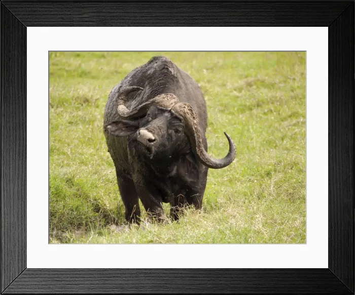 Framed Print : Picture No. 10894937 Framed Print : Picture No. 10894937