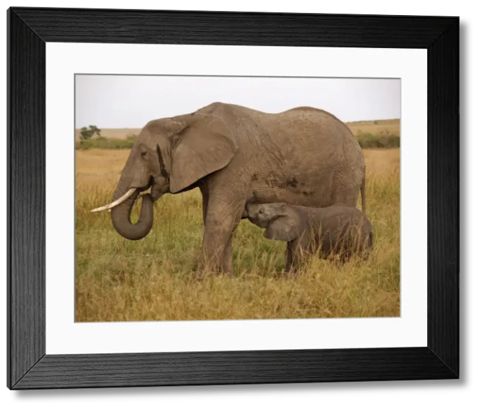 Framed Print : Picture No. 10894945 Framed Print : Picture No. 10894945