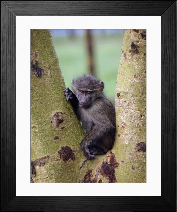Framed Print : Picture No. 10894941 Framed Print : Picture No. 10894941