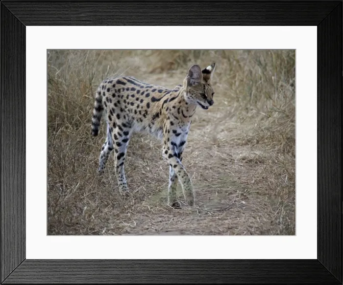Framed Print : Picture No. 10894948 Framed Print : Picture No. 10894948
