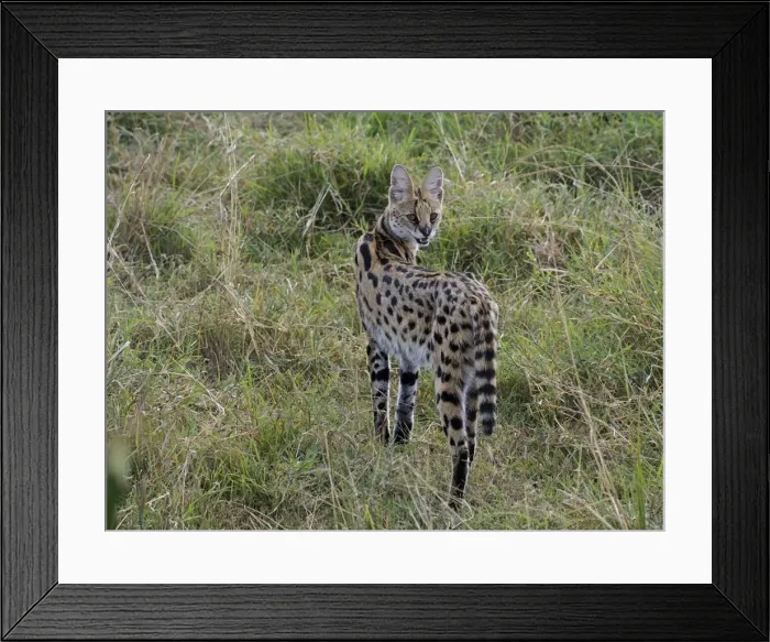 Framed Print : Picture No. 10894949 Framed Print : Picture No. 10894949